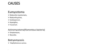 CAUSES
Eumycetoma
 Madurella mycetomatis,
 Madurella grisea,
 Scedosporium,
 Aspergillus,
 Fuscarium.
Actinomycetoma(filamentous bacteria)
 Streptomyces,
 Nocardia.
Botryomycosis
 Staphylococcus aureus.
•
 