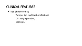 CLINICAL FEATURES
• Triad of mycetoma ;
Tumour like swelling(tumefaction),
Discharging sinuses,
Granules.
 