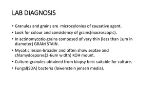LAB DIAGNOSIS
• Granules and grains are microcolonies of causative agent.
• Look for colour and consistency of grains(macroscopic).
• In actinomycotic-grains composed of very thin (less than 1um in
diameter) GRAM STAIN.
• Mycotic lesion-broader and often show septae and
chlamydospores(2-6um width) KOH mount.
• Culture-granules obtained from biopsy best suitable for culture.
• Fungal(SDA) bacteria (lowenstein jensen media).
 