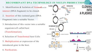 1. Identification & Isolation of Gene of
interest (DNA fragment) to be cloned.
2. Insertion of this isolated gene (DNA
Fragment) into a suitable Vector.
3. Introduction of this vector into a suitable
organism/cell called host
(Transformation).
4. Selection of Transformed host Cells
5. Multiplication or expression of the
introduced gene in the host.
6. Purification.
RECOMBINANT DNA TECHNOLOGY IN NSULIN PRODUCTION
 