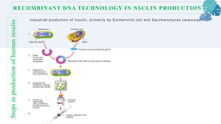 RECOMBINANT DNA TECHNOLOGY IN NSULIN PRODUCTION
Industrial production of insulin, primarily by Escherichia coli and Saccharomyces cerevisiae.
Steps
in
production
of
human
insulin
 