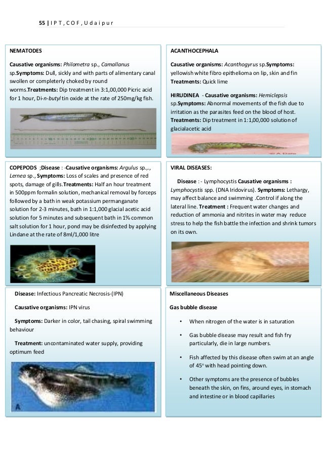 ornamental fishes by shivani