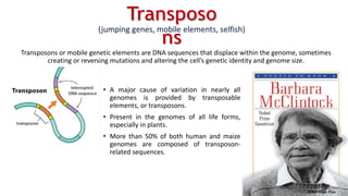 Transposons or mobile genetic elements are DNA sequences that displace within the genome, sometimes
creating or reversing mutations and altering the cell’s genetic identity and genome size.
• A major cause of variation in nearly all
genomes is provided by transposable
elements, or transposons.
• Present in the genomes of all life forms,
especially in plants.
• More than 50% of both human and maize
genomes are composed of transposon-
related sequences.
 