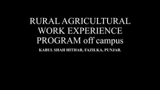 RURAL AGRICULTURAL
WORK EXPERIENCE
PROGRAM off campus
KABUL SHAH HITHAR, FAZILKA, PUNJAB.
 