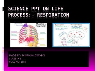 SCIENCE PPT ON LIFE
PROCESS:- RESPIRATION
MADE BY : SHIVANSHI DWIVEDI
CLASS: X B
ROLL NO: 1070
 