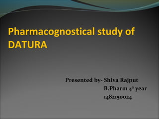 Pharmacognostical study of
DATURA
Presented by- Shiva Rajput
B.Pharm 4th
year
1482150024
 