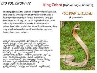 DID YOU KNOW???                          King Cobra (Ophiophagus hannah)
The king cobra is the world's longest venomous snake.
This species, which preys chiefly on other snakes, is
found predominantly in forests from India through         (Rajavembala)
Southeast Asia.T hey can be distinguished from other
cobras by size and hood marks. Its diet consists
primarily of other snakes but when food is scarce, they
may also feed on other small vertebrates, such as
lizards, birds, and rodents.
 