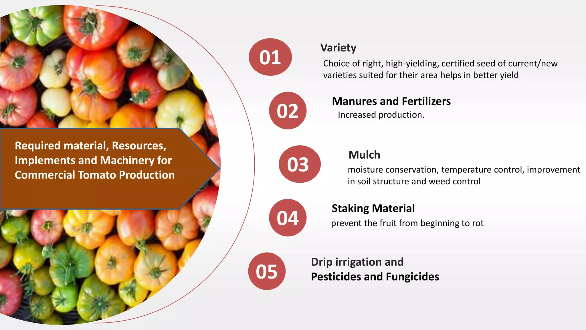 Choice of right, high-yielding, certified seed of current/new
varieties suited for their area helps in better yield
Variety
01
Increased production.
Manures and Fertilizers
02
moisture conservation, temperature control, improvement
in soil structure and weed control
Mulch
03
prevent the fruit from beginning to rot
Staking Material
04
Drip irrigation and
Pesticides and Fungicides05
Required material, Resources,
Implements and Machinery for
Commercial Tomato Production
 