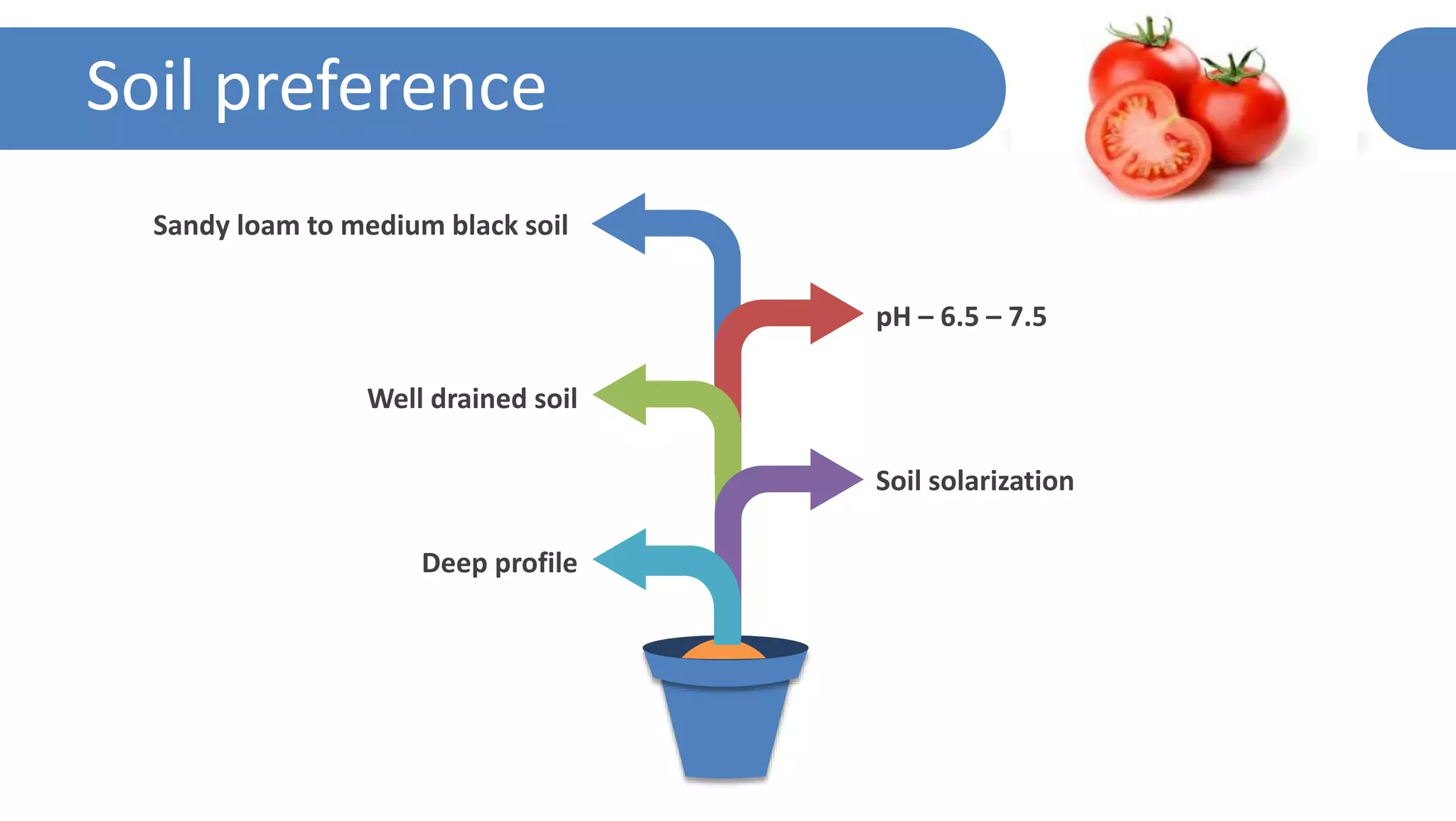 Soil preference
pH – 6.5 – 7.5
Soil solarization
Sandy loam to medium black soil
Well drained soil
Deep profile
 