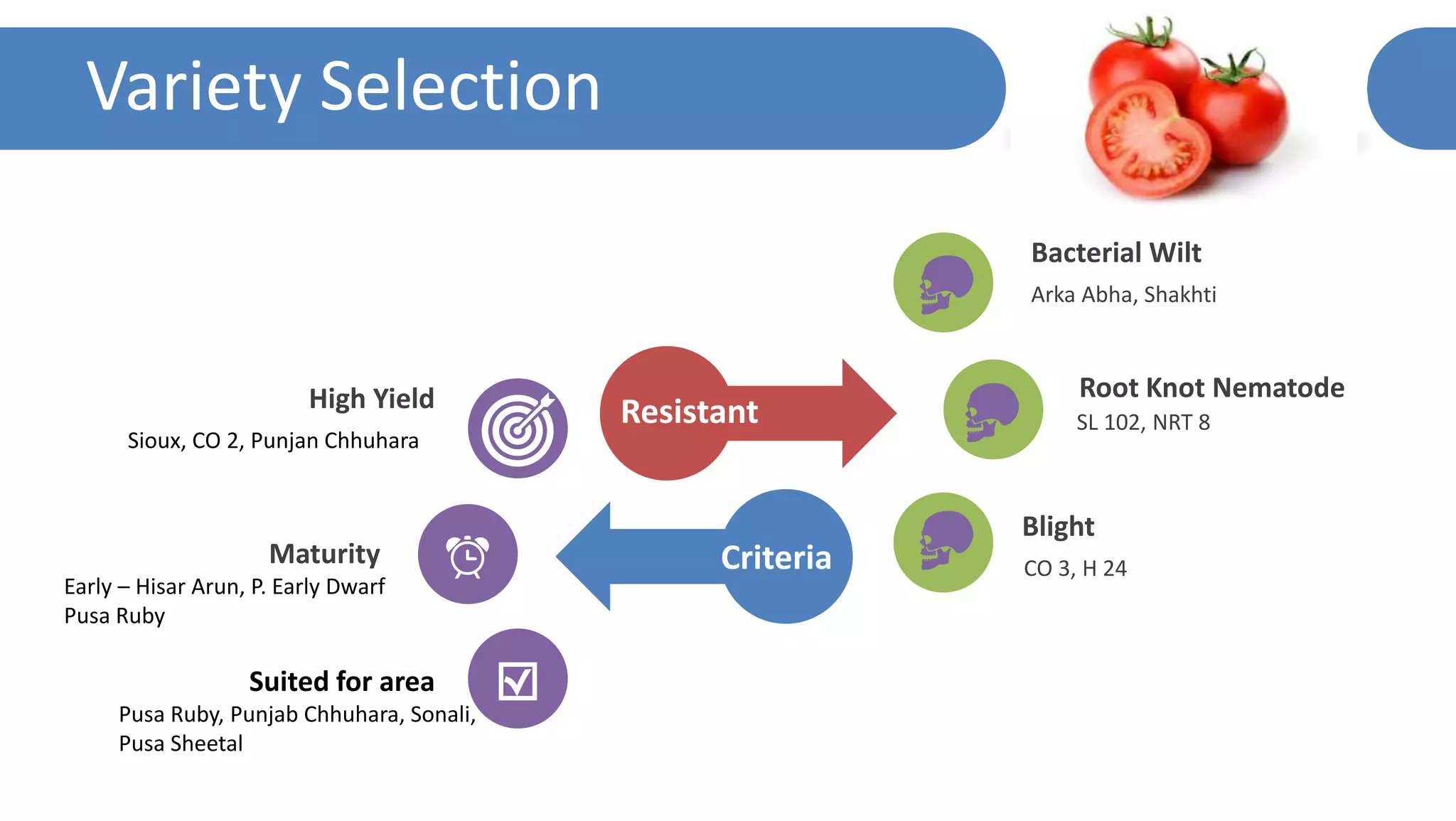 Variety Selection
High Yield
Maturity
Suited for area
Arka Abha, Shakhti
Bacterial Wilt
SL 102, NRT 8
Root Knot Nematode
CO 3, H 24
Blight
Criteria
Resistant
Sioux, CO 2, Punjan Chhuhara
Early – Hisar Arun, P. Early Dwarf
Pusa Ruby
Pusa Ruby, Punjab Chhuhara, Sonali,
Pusa Sheetal
 