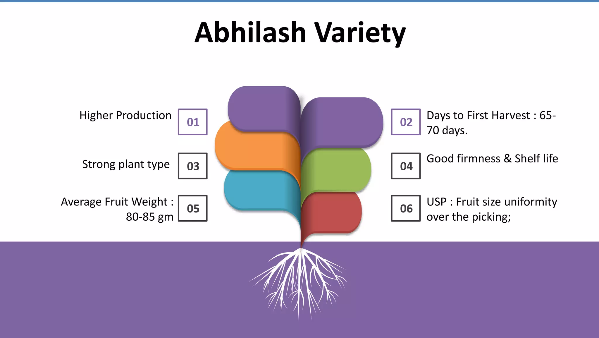 Abhilash Variety
01
Higher Production
03
05
02
Days to First Harvest : 65-
70 days.
04
Good firmness & Shelf life
06
USP : Fruit size uniformity
over the picking;
Strong plant type
Average Fruit Weight :
80-85 gm
 