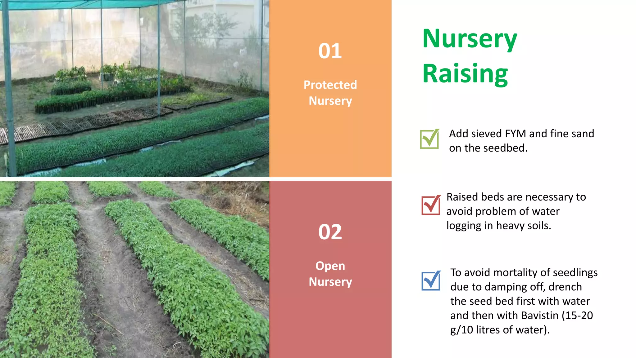 Nursery
Raising
01
Protected
Nursery
02
Open
Nursery
Add sieved FYM and fine sand
on the seedbed.
Raised beds are necessary to
avoid problem of water
logging in heavy soils.
To avoid mortality of seedlings
due to damping off, drench
the seed bed first with water
and then with Bavistin (15-20
g/10 litres of water).
 