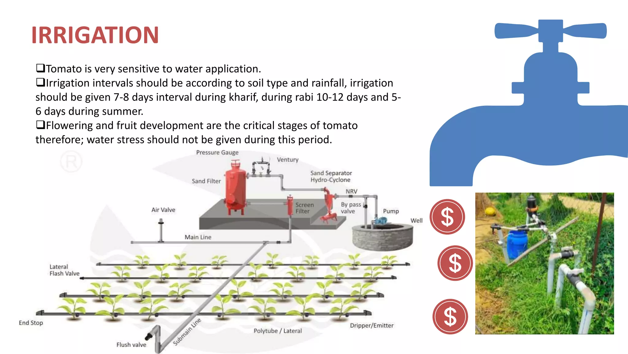 IRRIGATION
Tomato is very sensitive to water application.
Irrigation intervals should be according to soil type and rainfall, irrigation
should be given 7-8 days interval during kharif, during rabi 10-12 days and 5-
6 days during summer.
Flowering and fruit development are the critical stages of tomato
therefore; water stress should not be given during this period.
 