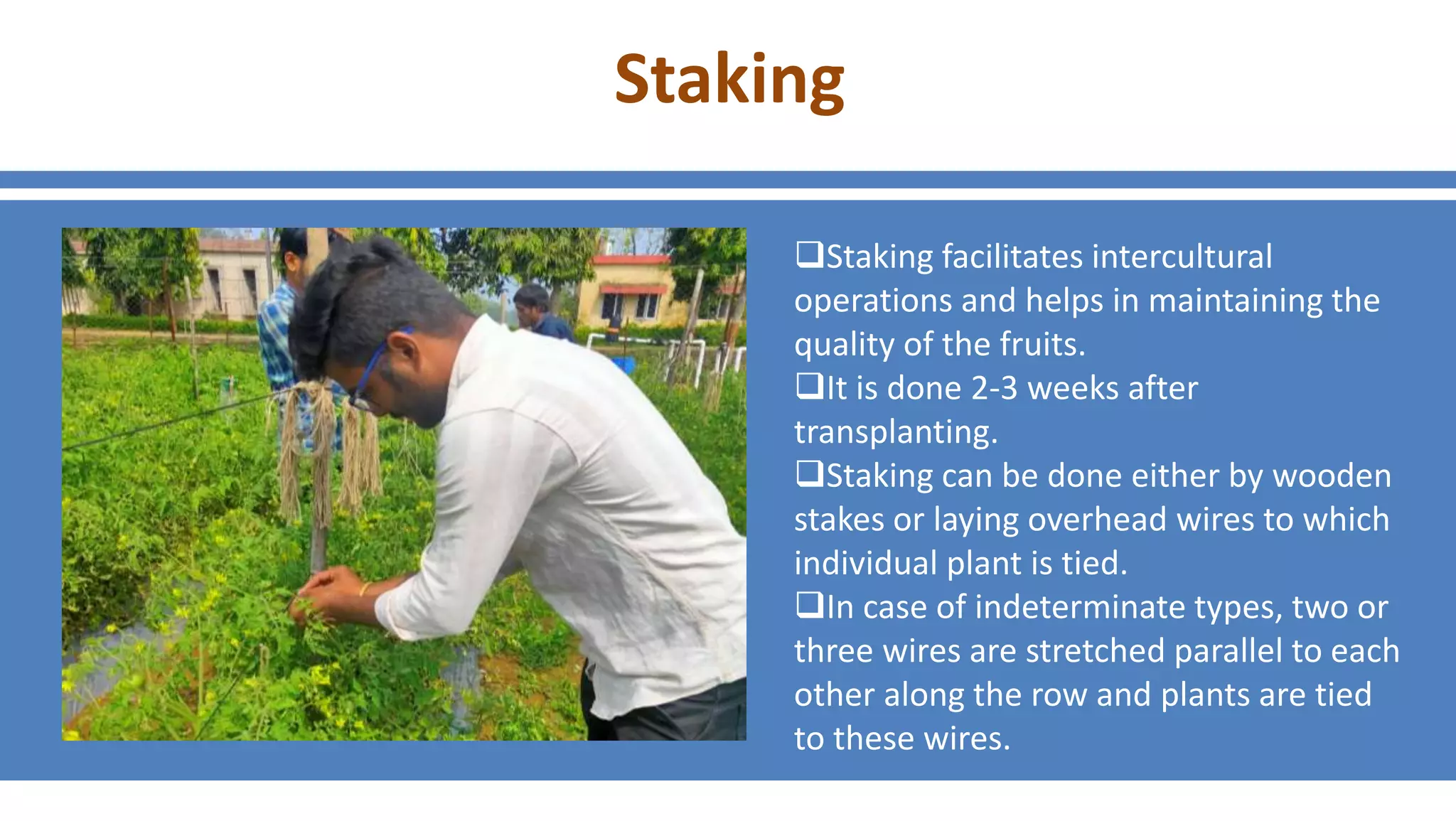 Staking
Staking facilitates intercultural
operations and helps in maintaining the
quality of the fruits.
It is done 2-3 weeks after
transplanting.
Staking can be done either by wooden
stakes or laying overhead wires to which
individual plant is tied.
In case of indeterminate types, two or
three wires are stretched parallel to each
other along the row and plants are tied
to these wires.
www.hompageurl.com
Example Text Example Text Example Text
Example Text Example Text
/FACEBOOK
@TWITTER
 