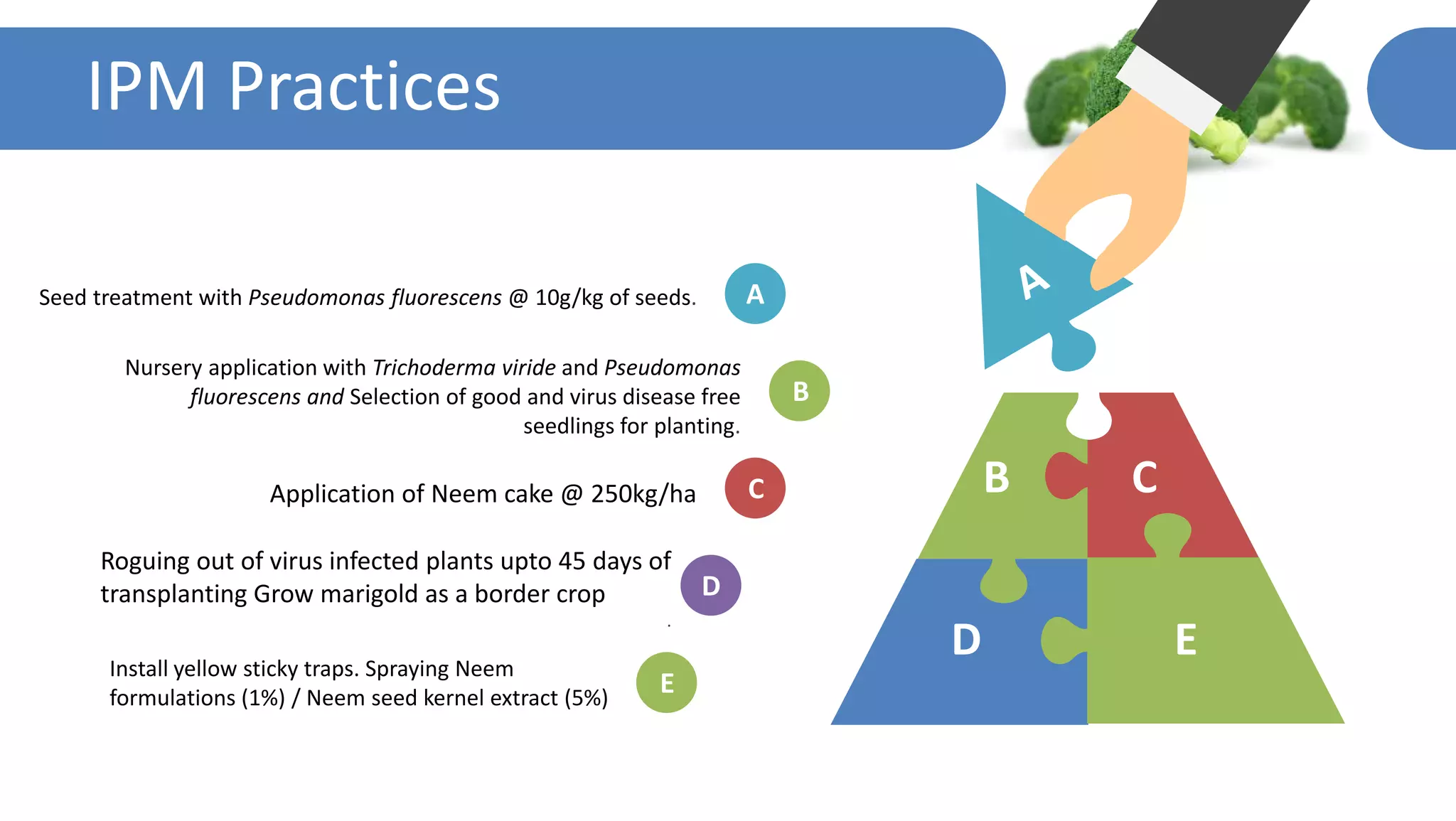 B C
D E
IPM Practices
A
B
C
E
D
Seed treatment with Pseudomonas fluorescens @ 10g/kg of seeds.
Nursery application with Trichoderma viride and Pseudomonas
fluorescens and Selection of good and virus disease free
seedlings for planting.
Application of Neem cake @ 250kg/ha
Roguing out of virus infected plants upto 45 days of
transplanting Grow marigold as a border crop
.
Install yellow sticky traps. Spraying Neem
formulations (1%) / Neem seed kernel extract (5%)
 