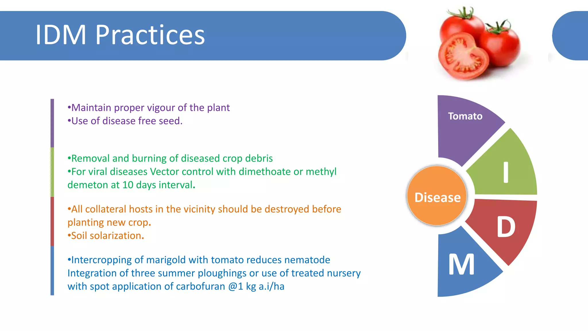 IDM Practices
M
D
Tomato
I
Disease
•Removal and burning of diseased crop debris
•For viral diseases Vector control with dimethoate or methyl
demeton at 10 days interval.
•Maintain proper vigour of the plant
•Use of disease free seed.
•Intercropping of marigold with tomato reduces nematode
Integration of three summer ploughings or use of treated nursery
with spot application of carbofuran @1 kg a.i/ha
•All collateral hosts in the vicinity should be destroyed before
planting new crop.
•Soil solarization.
 