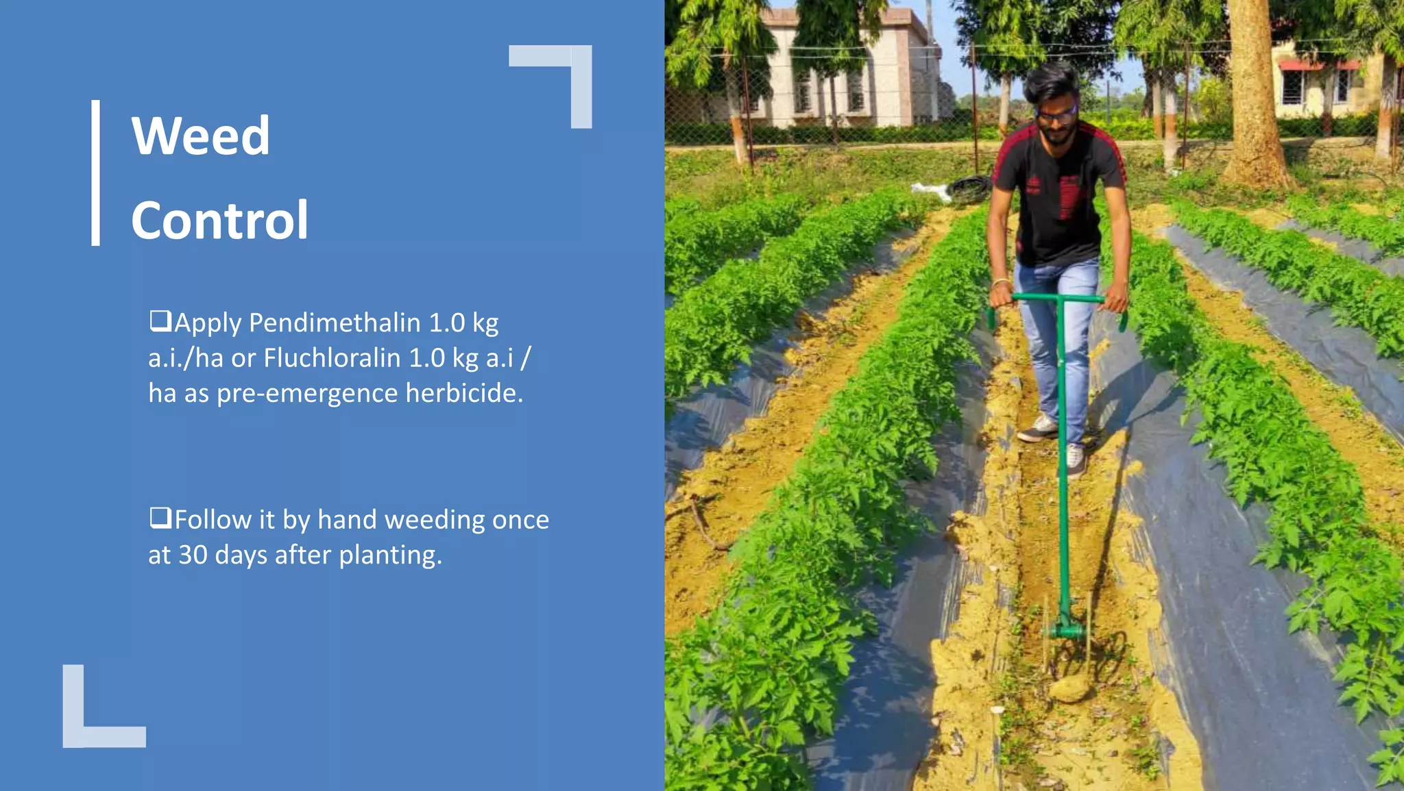 Weed
Control
Apply Pendimethalin 1.0 kg
a.i./ha or Fluchloralin 1.0 kg a.i /
ha as pre-emergence herbicide.
Follow it by hand weeding once
at 30 days after planting.
 