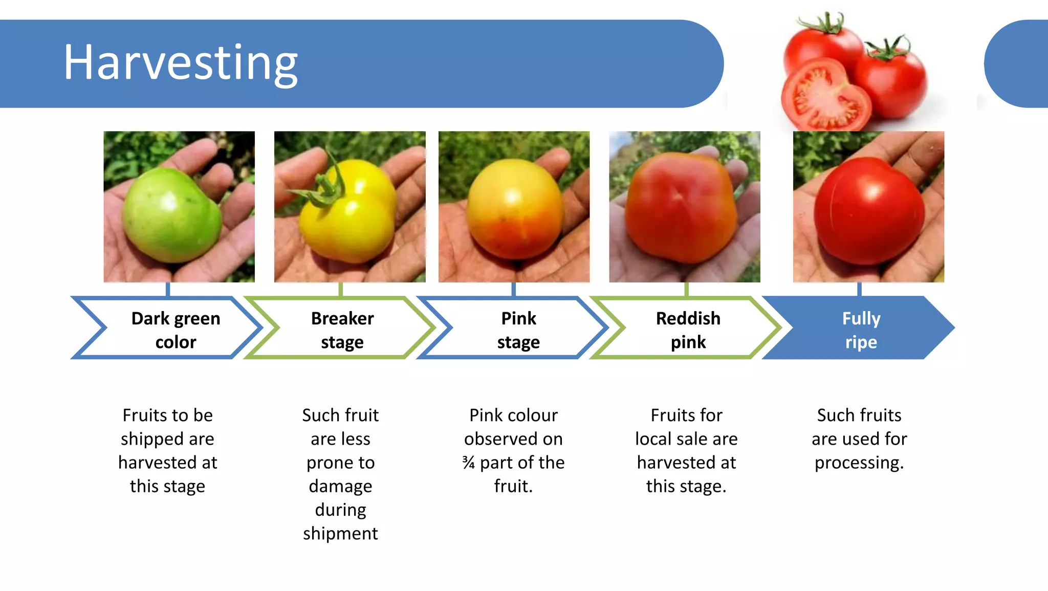 Harvesting
Fully
ripe
Such fruits
are used for
processing.
Breaker
stage
Such fruit
are less
prone to
damage
during
shipment
Reddish
pink
Fruits for
local sale are
harvested at
this stage.
Pink
stage
Pink colour
observed on
¾ part of the
fruit.
Fruits to be
shipped are
harvested at
this stage
Dark green
color
 