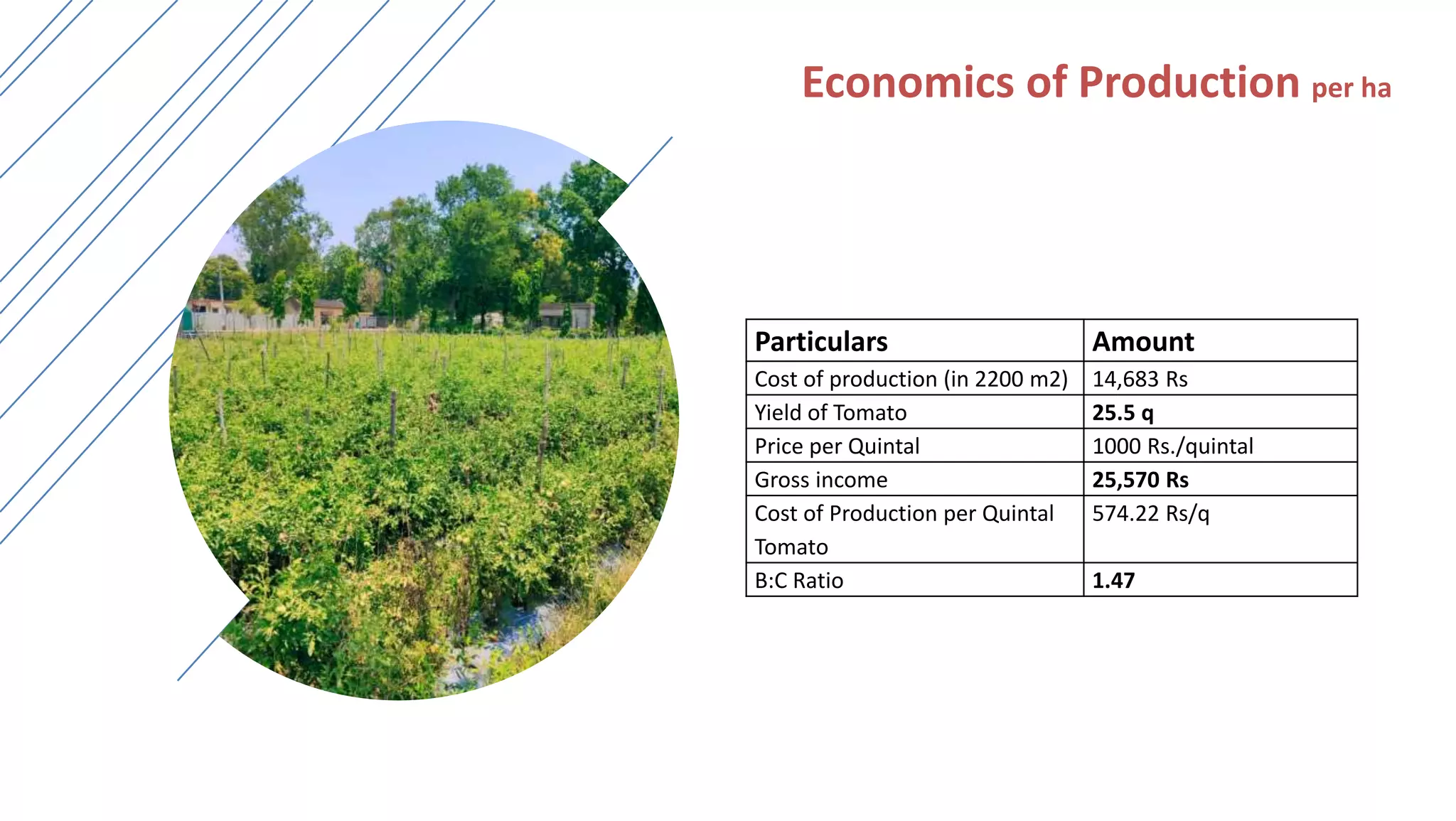 Economics of Production per ha
Particulars Amount
Cost of production (in 2200 m2) 14,683 Rs
Yield of Tomato 25.5 q
Price per Quintal 1000 Rs./quintal
Gross income 25,570 Rs
Cost of Production per Quintal
Tomato
574.22 Rs/q
B:C Ratio 1.47
 