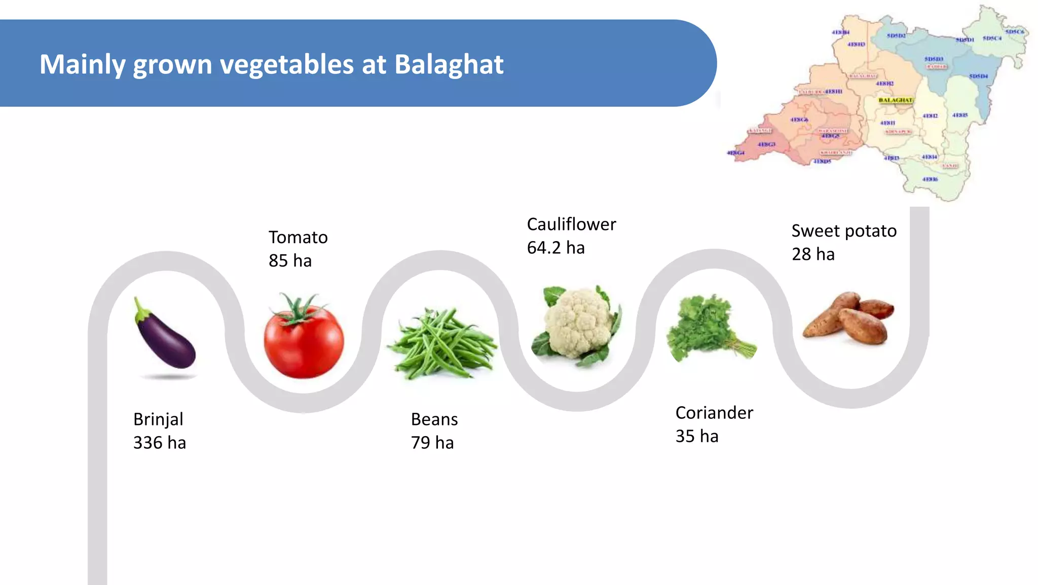 Mainly grown vegetables at Balaghat
Brinjal
336 ha
Tomato
85 ha
Beans
79 ha
Cauliflower
64.2 ha
Coriander
35 ha
Sweet potato
28 ha
 