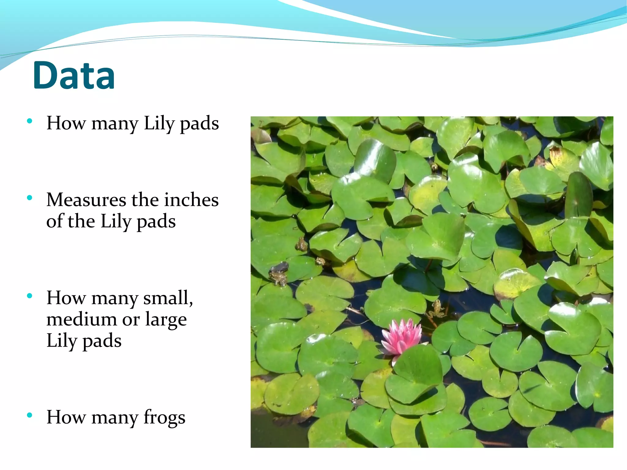 Data

How many Lily pads

Measures the inches
of the Lily pads

How many small,
medium or large
Lily pads

How many frogs
 
