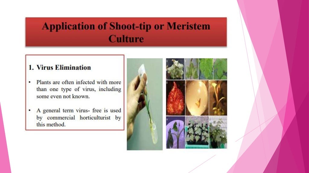 Introduction to Virus Free Plant tissue Culture