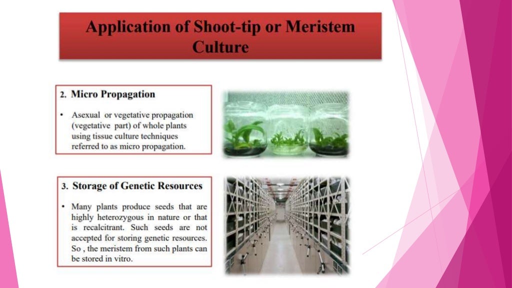 Introduction to Virus Free Plant tissue Culture