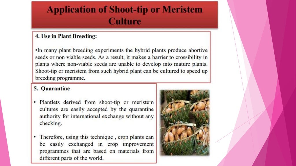 Introduction to Virus Free Plant tissue Culture