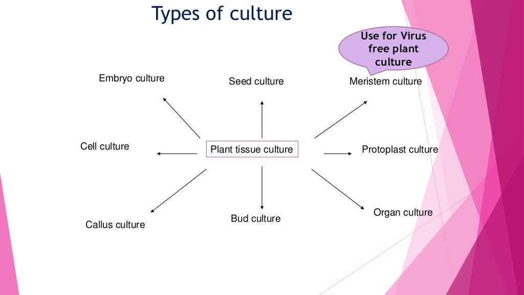 Introduction to Virus Free Plant tissue Culture