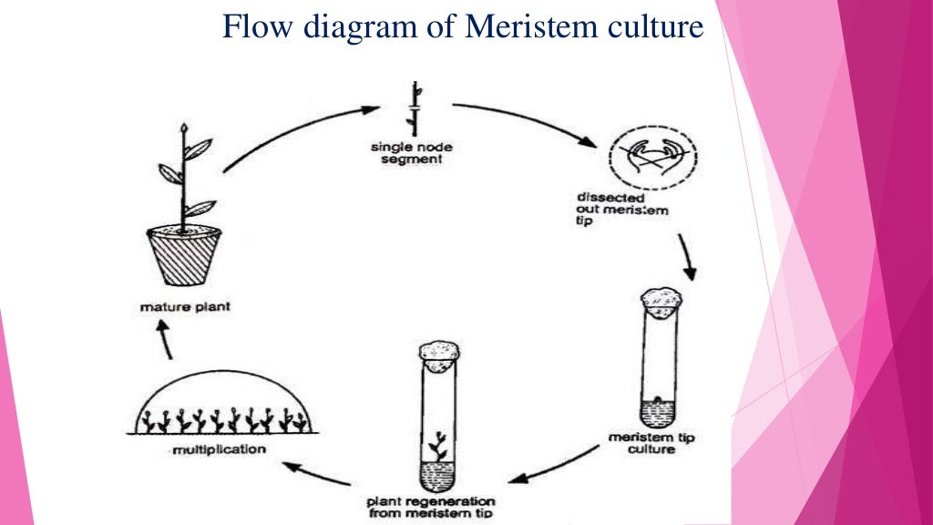 Introduction to Virus Free Plant tissue Culture