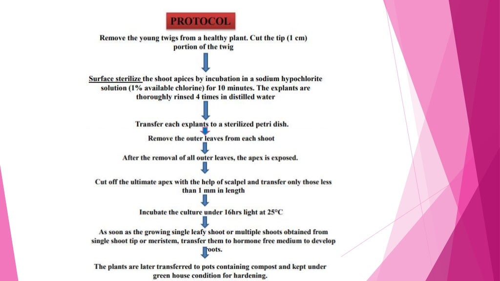 Introduction to Virus Free Plant tissue Culture