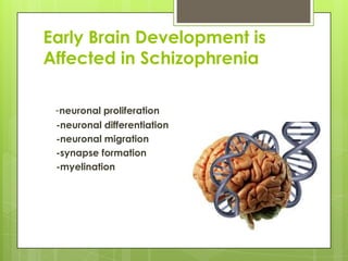 Early Brain Development is
Affected in Schizophrenia

 -neuronal proliferation
 -neuronal differentiation
 -neuronal migration
 -synapse formation
 -myelination
 
