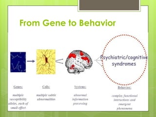 From Gene to Behavior
 