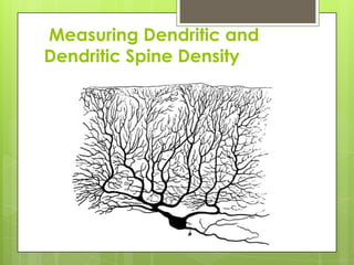 Measuring Dendritic and
Dendritic Spine Density
 