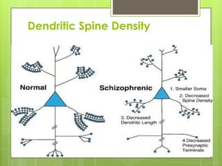 Dendritic Spine Density
 