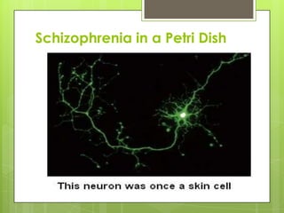 Schizophrenia in a Petri Dish
 