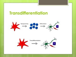 Transdifferentiation
 
