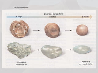Ese Dhe Projekte Per Studentet
 