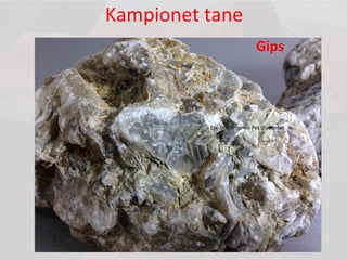 Kampionet tane
Gips
Ese Dhe Projekte Per Studentet
 