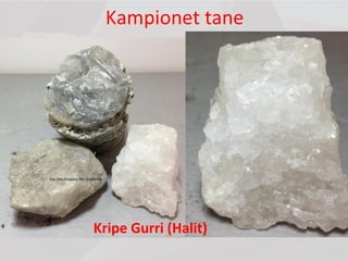 Kampionet tane
Ese Dhe Projekte Per Studentet
Kripe Gurri (Halit)
 