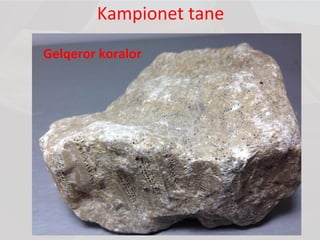 Kampionet tane
Gelqeror koralor
 