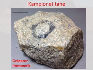 Kampionet tane
Ese Dhe Projekte Per Studentet
Gelqeror
litotamnik
 