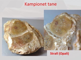 Kampionet tane
Strall (Opali)
 