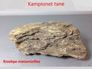 Kampionet tane
Rreshpe metamorfike
 