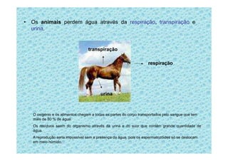 • Os animais perdem água através da respiração, transpiração e
urina.
respiração
transpiração
urina
O oxigénio e os alimentos chegam a todas as partes do corpo transportados pelo sangue que tem
mais de 80 % de água.
Os resíduos saem do organismo através da urina e do suor que contêm grande quantidade de
água.
A reprodução seria impossível sem a presença da água, pois os espermatozóides só se deslocam
em meio húmido.
 
