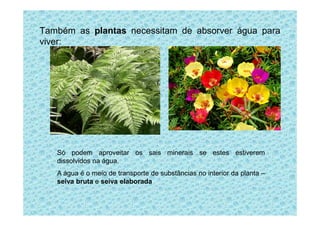 Também as plantas necessitam de absorver água para
viver:
Só podem aproveitar os sais minerais se estes estiverem
dissolvidos na água.
A água é o meio de transporte de substâncias no interior da planta –
seiva bruta e seiva elaborada
 