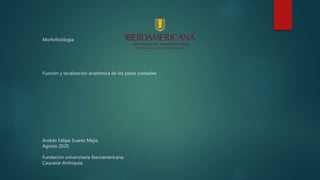 Morfofisiología
Función y localización anatómica de los pares craneales
Andrés Felipe Suarez Mejía
Agosto 2020.
Fundación universitaria iberoamericana.
Caucasia-Antioquia.
 
