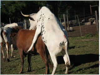 Comparison of oestrous synchronization response and pregnancy rate on village cows following timed artificial insemination in Kwazulu-Natal and Limpopo Provinces” 