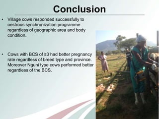 Comparison of oestrous synchronization response and pregnancy rate on village cows following timed artificial insemination in Kwazulu-Natal and Limpopo Provinces” 