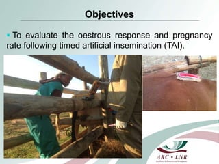 Comparison of oestrous synchronization response and pregnancy rate on village cows following timed artificial insemination in Kwazulu-Natal and Limpopo Provinces” 